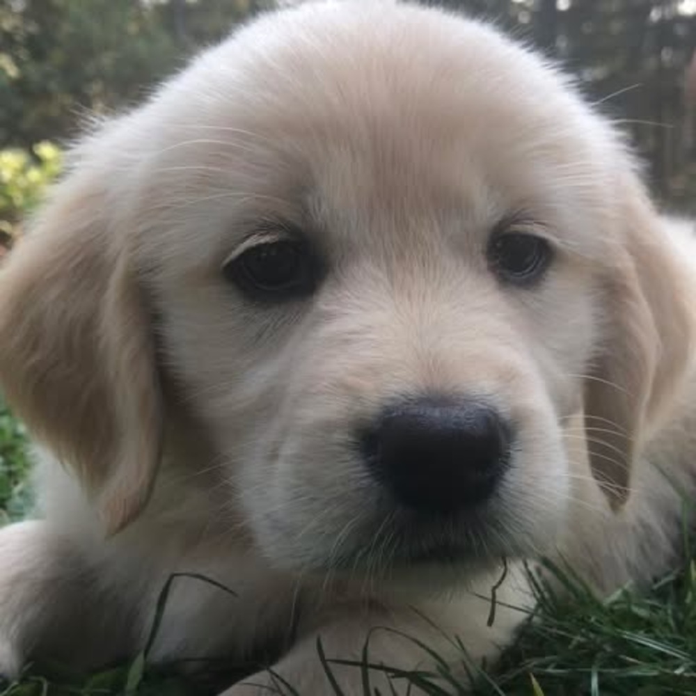 Meet your Posher, Dennis